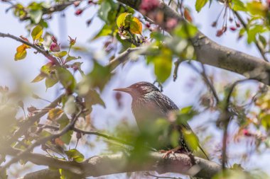 Bahar güneşli bir günde, şehir parkında pembe bir elma ağacı dalında sığırcık (Sturnus vulgaris). Güzel bir doğa geçmişi var. Tonlu fotoğraf, alanın derinliği.