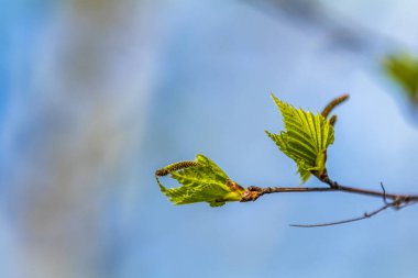 Bahar sırasında bulanık ağaçlar ve mavi gökyüzü arka plan üzerinde genç yeşillik ile Birch dal. Boyama ve işleme fotoğraf. Tonda. Sığ alan derinliği.