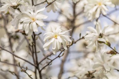 Beyaz Manolya (Magnolia stellata) çiçeği bahar güneşli şehir parkında. Güzel doğa arka plan.