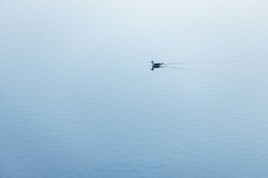 Martı yüzeyi ayna su yüzeyinde yüzer. Rahatla doğa arka planı. Güneşli bir gün, tarlanın sığ derinliği.