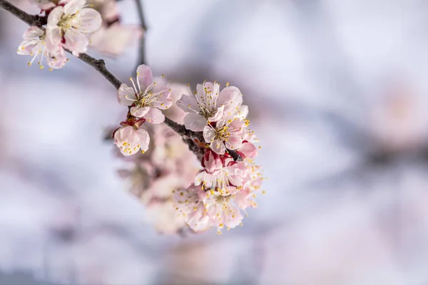 Roze abrikozenboom bloesem in het stadspark op zonnige lentedag. Prachtige natuur achtergrond. Getinte foto, close-up, ondiepe diepte van het veld. — Stockfoto