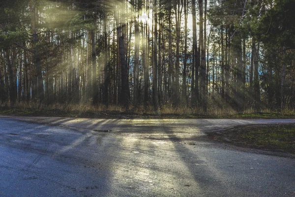 Beautiful sunny day in late autumn pine forest. Sun rays through the trees. View from asphalt road.