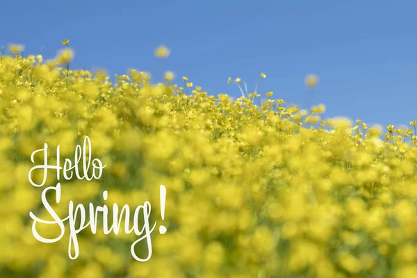 Hello Spring phrase. Yellow Ranunculus acris on the Spring Sunny Lawn. Beautiful Blue Sky Holiday background. Shallow depth of field. Toned. — Stock Photo, Image