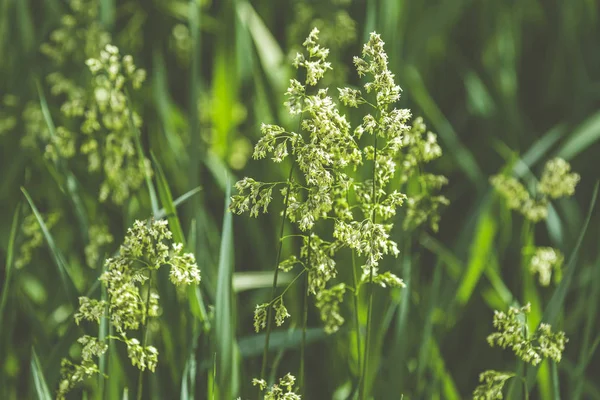 Hierochloe is a genus of plants in the grass family known generally as sweetgrass. Sunny day in the garden, shallow depth of the field, copy space. — Stock Photo, Image