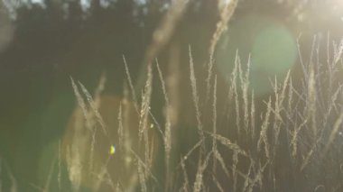 Güneşin altın gün batımında çeşitli otlar ve kulaklar. Sonbahar otları ve akşamları güneş ışığı. Dinamik sahne, alanın sığ derinliği.