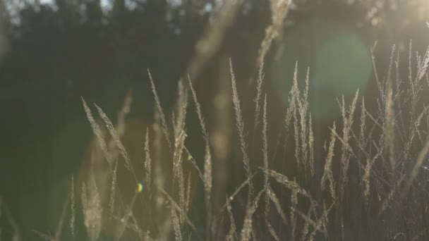 Olika Örter Och Öron Solens Gyllene Solnedgångsljus Höstgräs Med Bakgrundsbelysning — Stockvideo