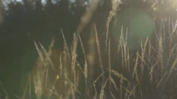 Verschiedene Kräuter Und Ähren Goldenen Sonnenuntergang Herbstgras Gegenlicht Des Sonnenlichts — Stockvideo