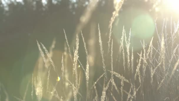 Різні Трави Вуха Золотому Світлі Заходу Сонця Осіння Трава Підсвічуванням — стокове відео