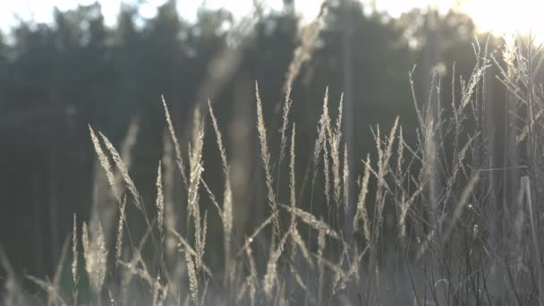 Varie Erbe Orecchie Nella Luce Dorata Del Tramonto Del Sole — Video Stock