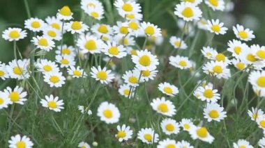 Papatya çiçeği tarlası güneş ışıklarıyla kaplıdır. Daisy çiçekleri. Güneşin ışıldadığı güzel bir medikal papatya manzarası. Güneşli bir gün. Yaz çiçekleri. Camomille arka planı. Yavaş çekim videosu.