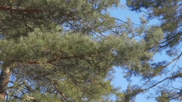 Sosna Wiosennym Lesie Tle Błękitnego Nieba Słoneczny Dzień Lekki Wiatr — Wideo stockowe
