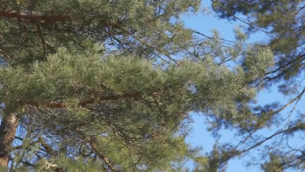 Pino Nella Foresta Primaverile Sfondo Cielo Blu Giornata Sole Brezza — Video Stock