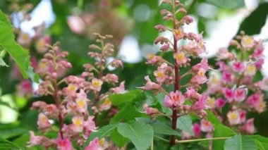 Güzel pembe kestane çiçeği, güneşli gün, hafif esinti. Bahar arka planı. Ağır çekim video, dinamik sahne. Kapat..