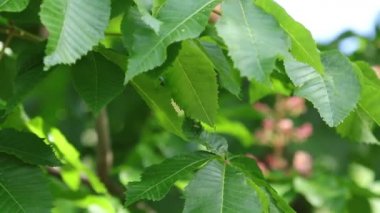 Güzel pembe kestane çiçeği, güneşli gün, hafif esinti. Bahar arka planı. Ağır çekim video, dinamik sahne. Kapat..