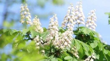 Bahar çiçekleri açan kestane ağacı çiçekleri. Aesculus hipocastanum çiçeği at kestanesi ağacı, güneşli bir gün, hafif bir esinti. Bahar arka planı. Ağır çekim video, dinamik sahne. Kapat..