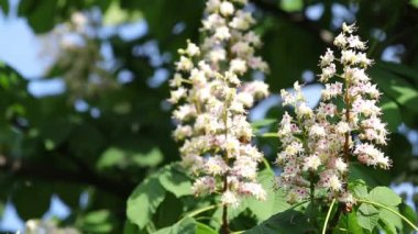 Bahar çiçekleri açan kestane ağacı çiçekleri. Aesculus hipocastanum çiçeği at kestanesi ağacı, güneşli bir gün, hafif bir esinti. Bahar arka planı. Ağır çekim video, dinamik sahne. Kapat..