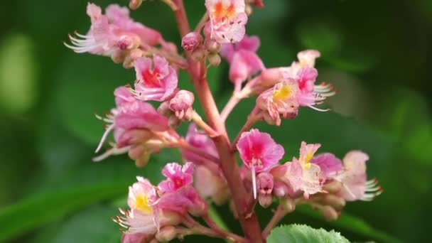 美しいピンクの栗の花 晴れた日 光の風 春の背景 スローモーションビデオ ダイナミックなシーン 閉じろ — ストック動画