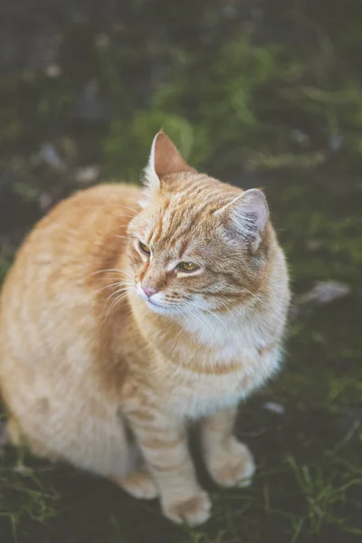 ストリートホームレスの赤い猫の肖像座って、古いヨーロッパの都市でカメラを見て、動物の自然な背景 — ストック写真