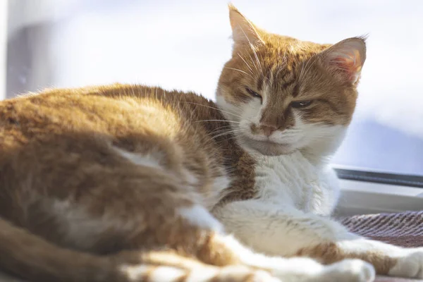 Red and white kitty sleeping in warm wool plaid blanket on a windowsill. Morning sunlight on the sleeping red cat. Cozy home concept Coloring and processing photo.