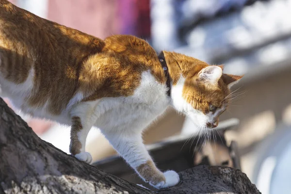 Niedliche lustige weiß-rote Katze, die über den Baum läuft. Geringe Schärfentiefe. Schöner Frühlingstag in der Stadt. — Stockfoto