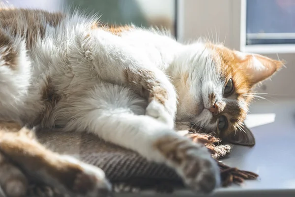 Gatito rojo y blanco durmiendo en tibia manta a cuadros de lana en un alféizar de la ventana. La luz del sol de la mañana en el gato rojo dormido. Acogedor concepto de casa para colorear y procesar la foto . — Foto de Stock