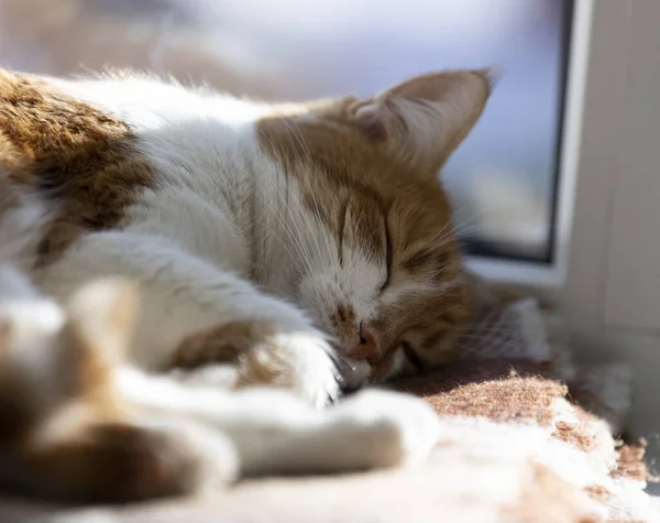 Gatinho vermelho e branco dormindo em manta de lã xadrez quente em um peitoril da janela. Luz solar da manhã no gato vermelho adormecido. Conceito acolhedor casa Colorir e processar foto . — Fotografia de Stock