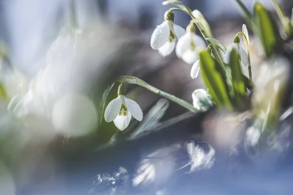 Zachte Lentebloemen Sneeuwklokjes Voorbode Van Opwarming Symboliseren Komst Van Lente — Stockfoto