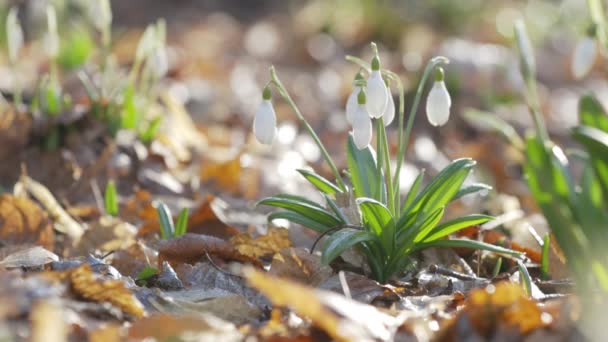 Gyengéd tavaszi virágok hóvirág hírnökei melegedés szimbolizálja az érkezését tavasszal. Fehér virágzó hóvirág, vízzel hajtogatva. Tavaszi napsütés az erdőben. Könnyű szellő, mozgókép