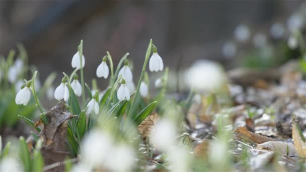 Tiernas flores de primavera nevadas con gotas de agua presagios de calentamiento simbolizan la llegada de la primavera. Caída de nieve blanca en flor doblada — Vídeo de stock