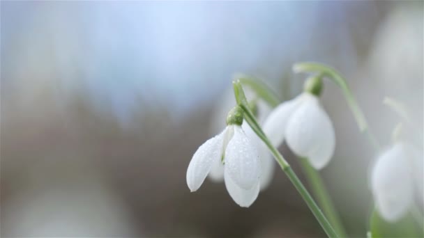 Křehké Jarní Květiny Sněhové Kapky Bílá Kvetoucí Sněhová Kapka Složená — Stock video