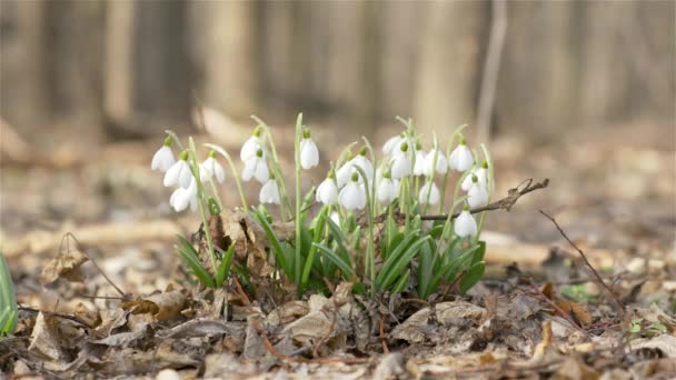 Tiernas Flores Primaverales Nevadas Blanca Gota Nieve Flor Doblada Con — Vídeo de stock