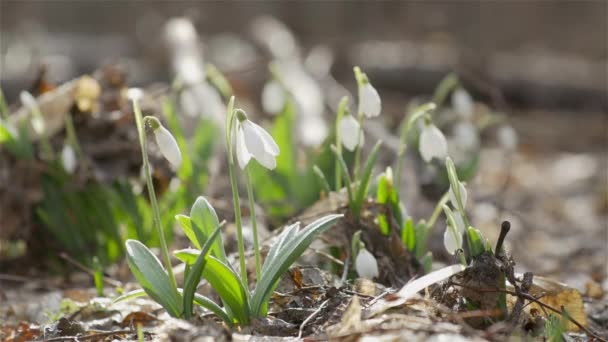 Tiernas Flores Primaverales Nevadas Blanca Gota Nieve Flor Doblada Con — Vídeos de Stock