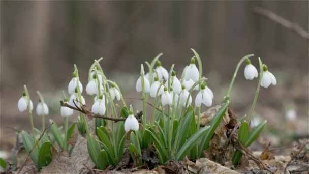 Yumuşak Bahar Çiçekleri Damlaları Isınma Habercileri Baharın Gelişini Simgeliyor Beyaz — Stok video