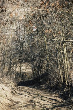 Bahar ormanının başındaki patika. Güneşli baharın erken saatlerinde, yaprak döken cesur bir ormanda yürüyüş yapmak, tarlanın sığ derinliği, doğa arka planı..