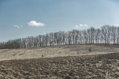 Baharın başlarında kırsal arazide. Baharın başlarında dalgalanan tarlalar, ufukta bir grup ağaç, mavi gökyüzünde beyaz bulutlar