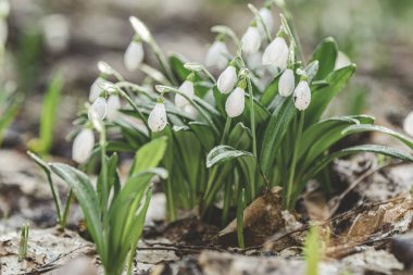 Beyaz çiçek açan kar damlası ya da orman zemininde su damlalarıyla Galanthus yatağı. Erken bahar günü, dolly shot, yakın çekim, tarlanın sığ derinlikleri