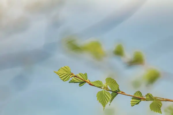 在模糊的树上和蓝天背景上 长着幼叶的木树枝 着色和处理照片 浅景深 — 图库照片