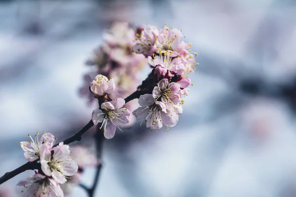 Rózsaszín Sárgabarackfa Virágzás Városi Parkban Tavaszi Napsütéses Napon Gyönyörű Természeti — Stock Fotó