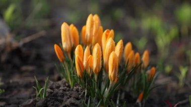 Kışın sonlarında ilk güneş ışınlarıyla taşın önündeki erken çöküntü başlar. Sarı crocus çiçeğinin zaman aşımı çimenlerin arasında yavaşça açılır ve çiy damlalarında güneş parlar..