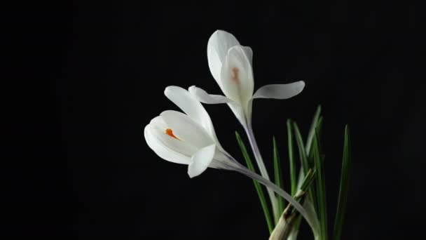 Timsahlar Siyah Arka Planda Açan Parlak Beyaz Timsahlar Safran Çiçekleri — Stok video