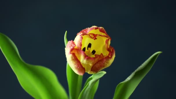 Tulp Tijdsverloop Van Fel Gele Rode Kleurrijke Tulp Bloem Met — Stockvideo