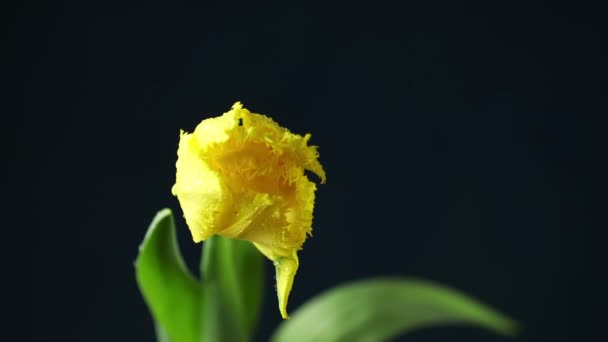 Tulp Tijdsverloop Van Felgele Kleurrijke Tulp Bloem Met Water Druppels — Stockvideo