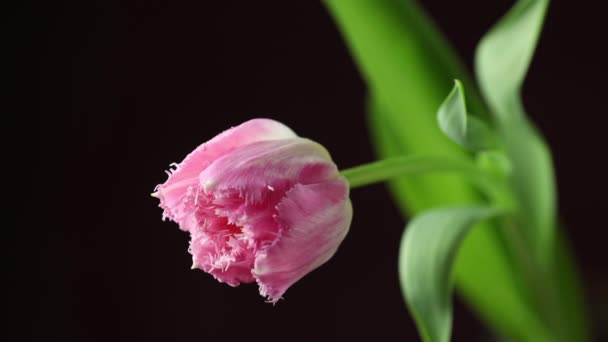 Tulipán Time Lapse Bright Pink White Colorful Tulip Flower Water — Vídeos de Stock