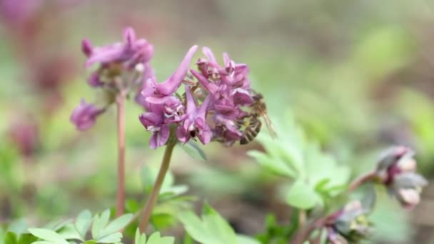 Violet Blooming Corydalis Light Breeze Bee Collects Nectar Flies Dolly — Stock Video