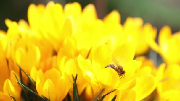 Abeja Recoge Néctar Vuela Azafranes Amarillos Brisa Ligera Día Soleado — Vídeos de Stock