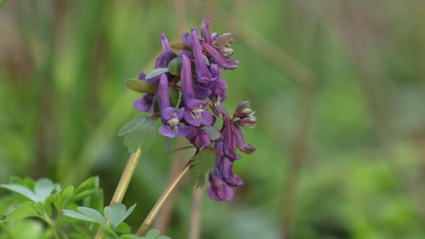 Violet Blooming Corydalis Light Breeze Dolly Shot — Stock Video