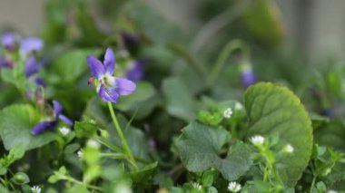Bokeh arka planında güzel bahar menekşeleri Viola odorata. Tatil, Paskalya, Sevgililer Günü, anneler günü fotokopi uzayı ile selamlama resmi.