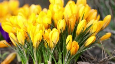 Sarı çiçekli timsahlar. Düşük açı. Fotokopi alanı olan güzel bir bahar arkaplanı. Ormanda güneşli bir bahar günü. Yaklaş, alanın sığ derinliği.