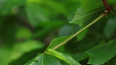 Güzel pembe kestane çiçeği, güneşli gün, hafif esinti. Bahar arka planı. Ağır çekim video, dinamik sahne. Kapat..