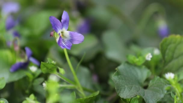 Bellissimi Fiori Viola Primaverili Viola Odorata Sfondo Bokeh Vacanze Pasqua — Video Stock